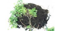 Plant de houblon mature de PLEINE TERRE, cultivar TRIPLE PEARL